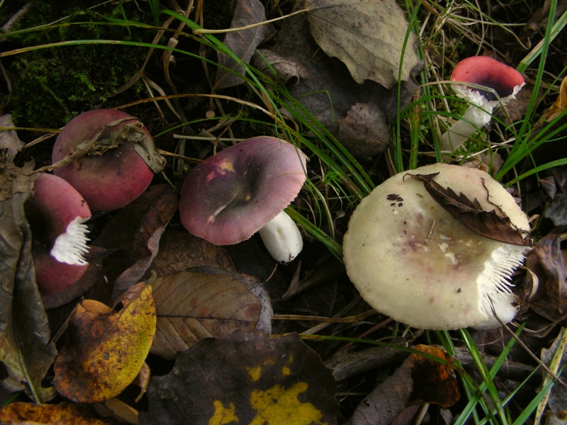 Canneto, micoflora e habitat